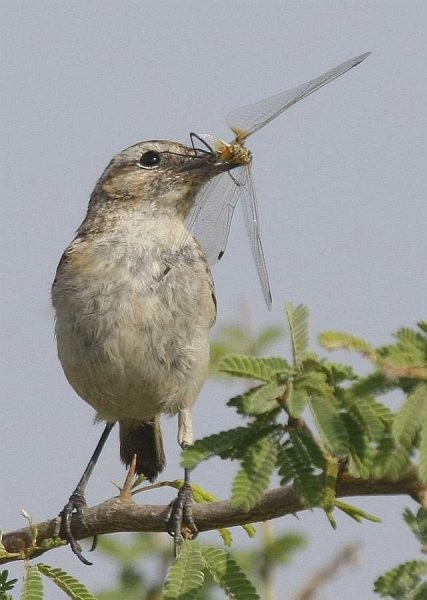 White-browed Bushchat - ML379696851
