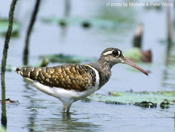 Greater Painted-Snipe - ML379696871