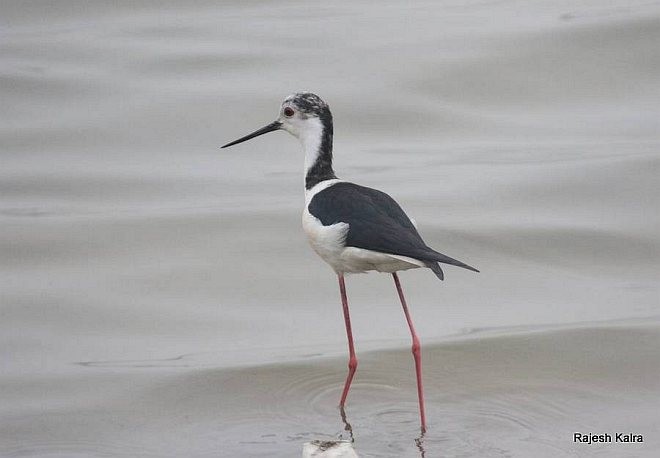 Black-winged Stilt - ML379696891