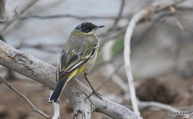 Western Yellow Wagtail (feldegg) - ML379696951