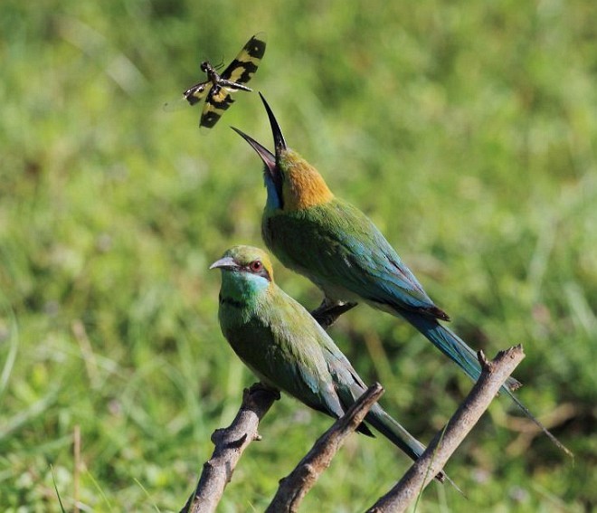 Asian Green Bee-eater - ML379696981