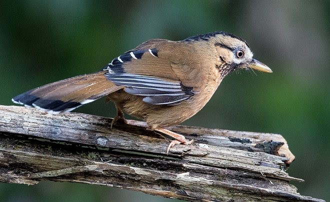 Moustached Laughingthrush (Western) - ML379697051