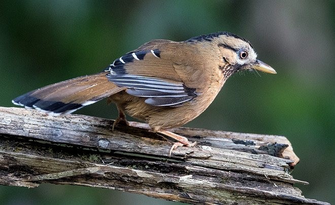 Bıyıklı Gevezeardıç (cineracea/strenua) - ML379697051