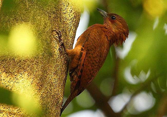 Rufous Woodpecker - prosenjit singhadeo