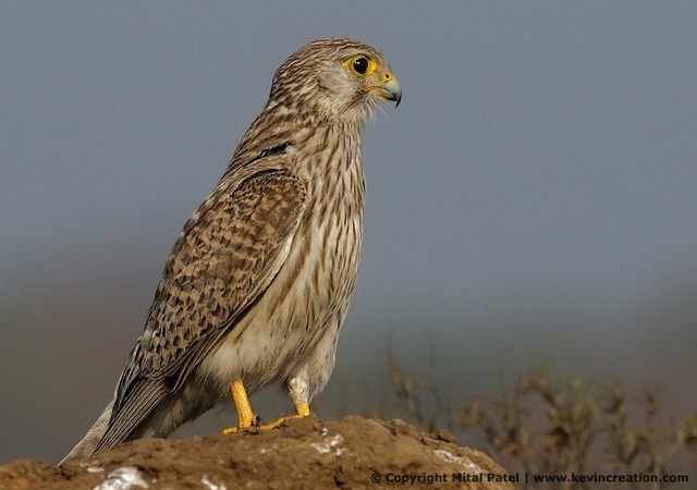 Eurasian Kestrel - ML379697351