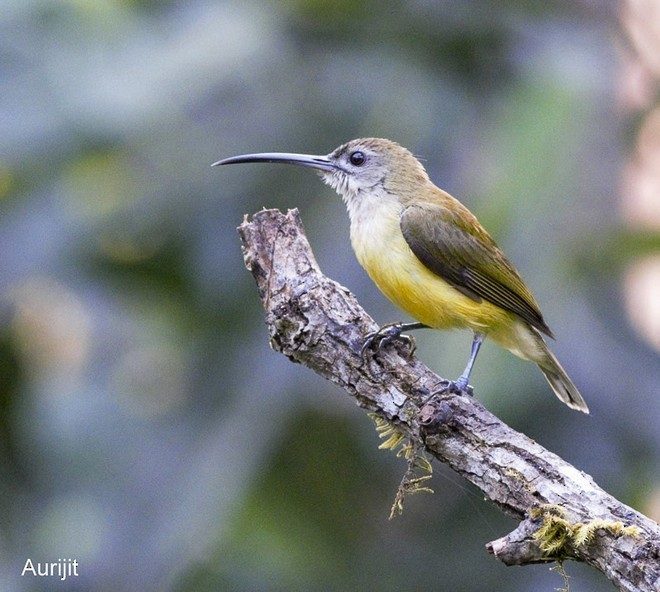 Little Spiderhunter - ML379697501