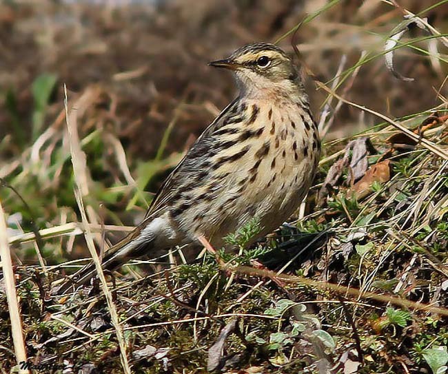 Rosy Pipit - ML379697521