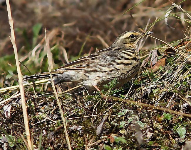Rosy Pipit - ML379697591