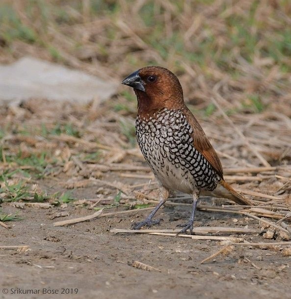 Scaly-breasted Munia (Checkered) - ML379697651