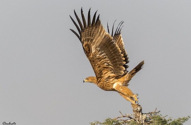 Imperial Eagle - ML379697691