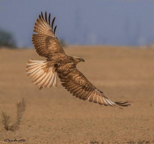 Long-legged Buzzard (Northern) - ML379697701