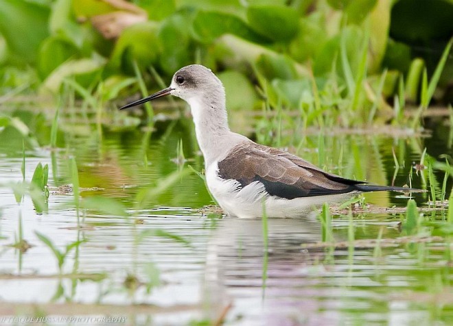 Black-winged Stilt - ML379697711