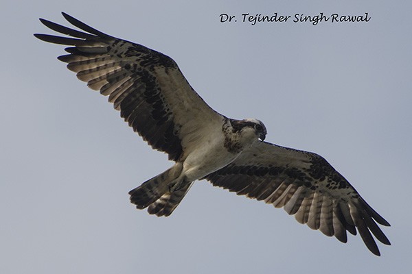 Águila Pescadora (haliaetus) - ML379697851