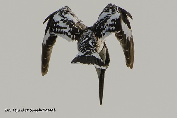 Pied Kingfisher - ML379697861