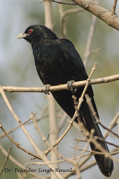 Asian Koel - ML379697881