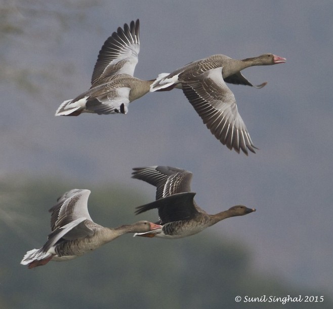 Tundra Bean-Goose - ML379698071