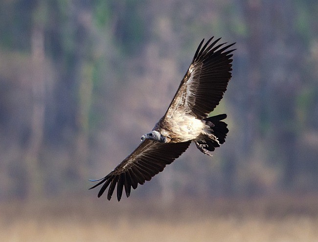 Indian Vulture - ML379698091