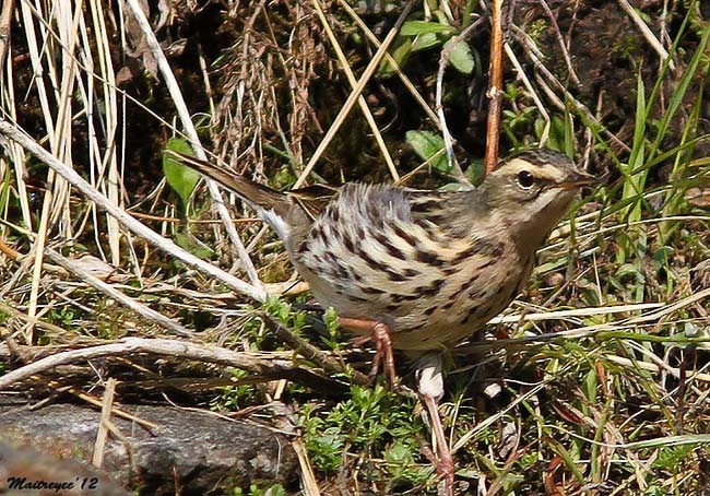 Rosy Pipit - ML379698191