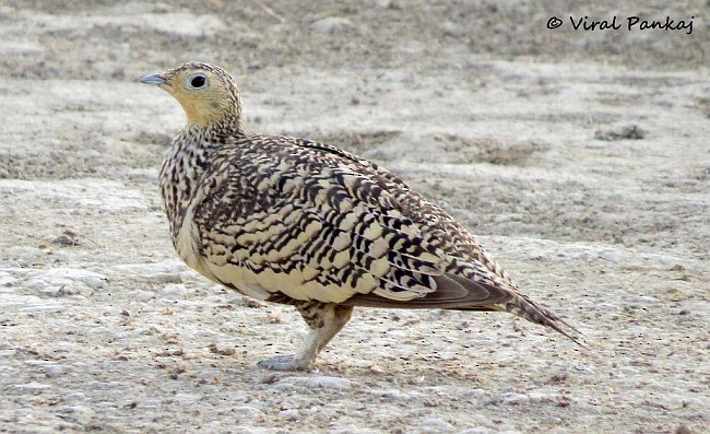 Chestnut-bellied Sandgrouse (Asian) - ML379698211