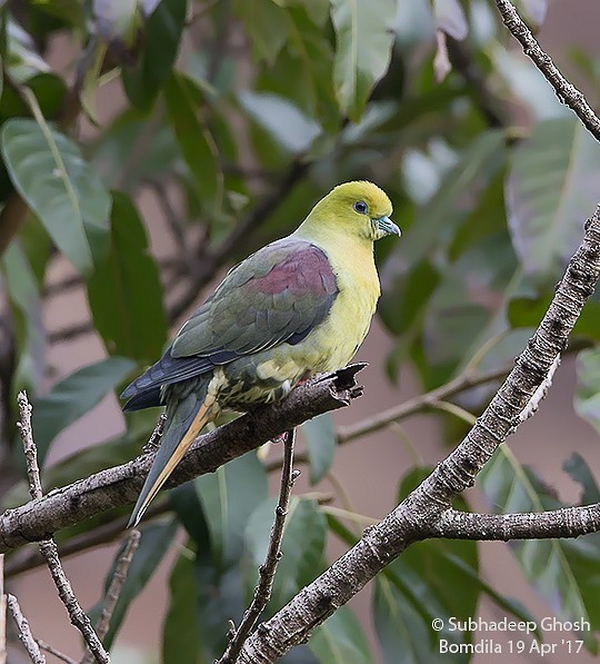 Wedge-tailed Green-Pigeon - ML379698251