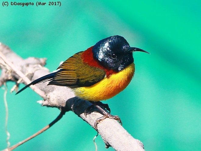 Green-tailed Sunbird (Green-tailed) - ML379698311