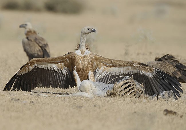 Eurasian Griffon - Sarawandeep Singh