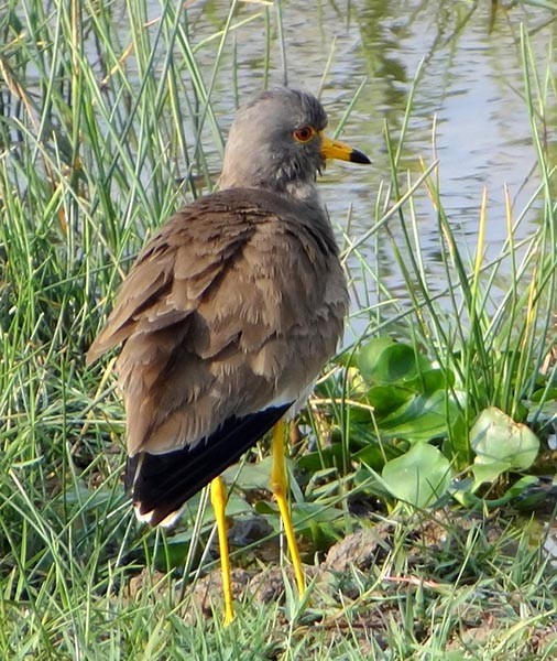 Gray-headed Lapwing - ML379698491