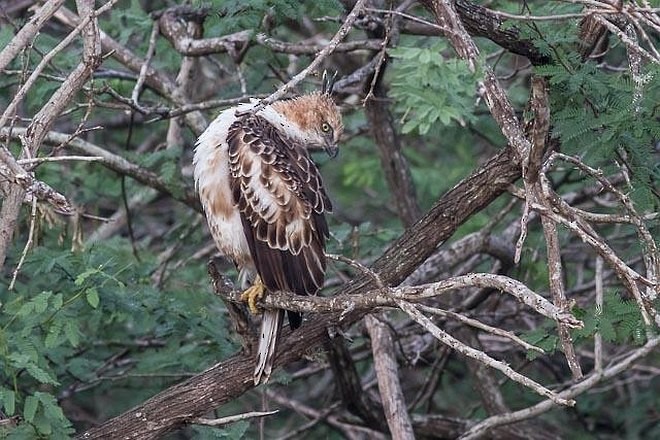 Águila Variable (crestada) - ML379698521