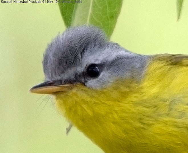 Gray-hooded Warbler - ML379698571