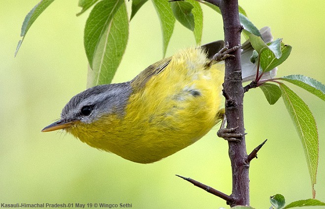 Gray-hooded Warbler - ML379698601