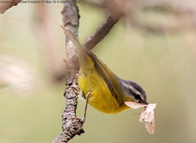 Gray-hooded Warbler - ML379698621