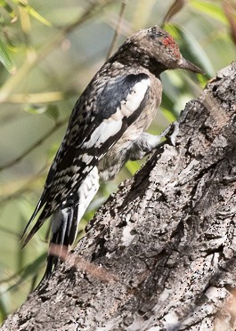 Yellow-bellied Sapsucker - Andy Lazere