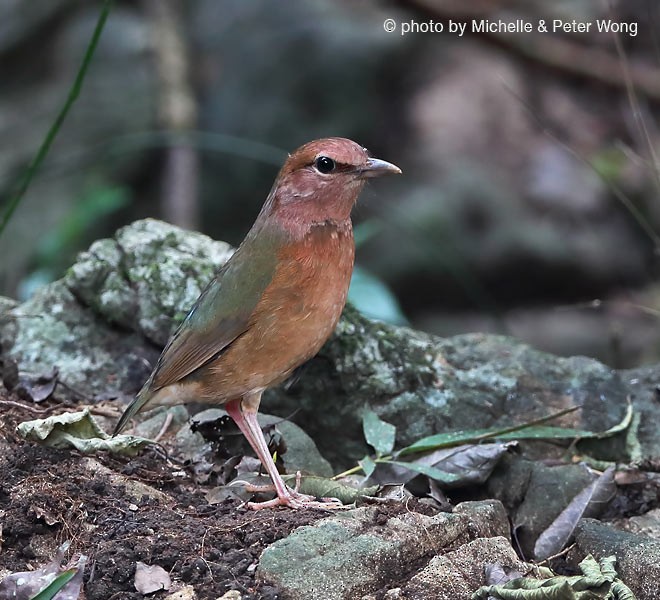 Blue-rumped Pitta - ML379699111