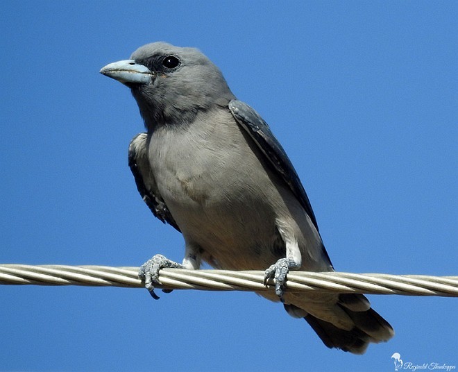 Ashy Woodswallow - ML379699131