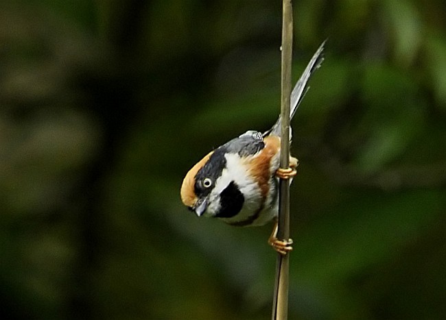 Black-throated Tit (Black-throated) - ML379699461