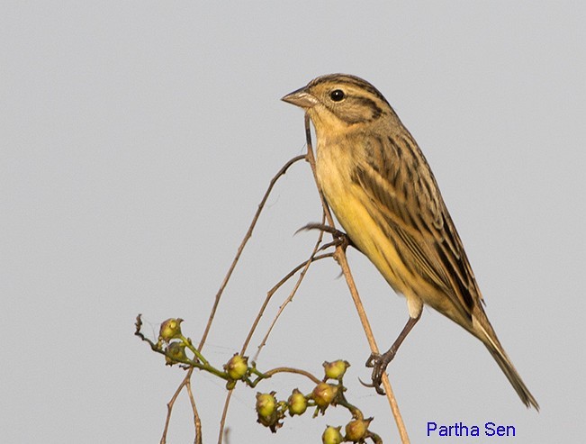 Yellow-breasted Bunting - PARTHA SEN
