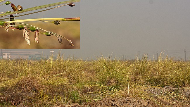 Yellow-breasted Bunting - ML379700191