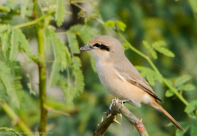 Isabelline Shrike - ML379700371