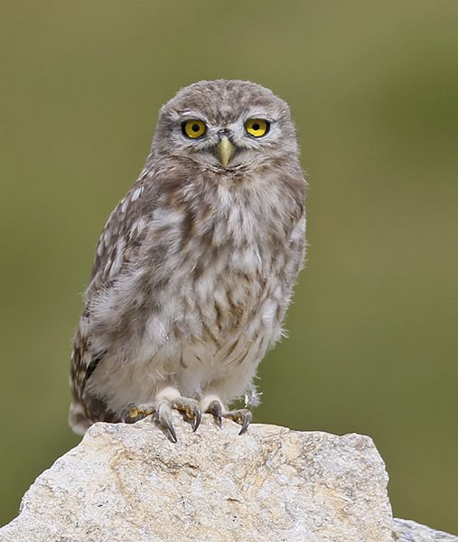 Little Owl (Little) - Sarawandeep Singh