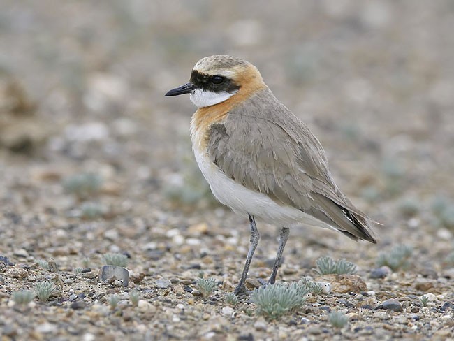 Tibetan Sand-Plover - Sarawandeep Singh