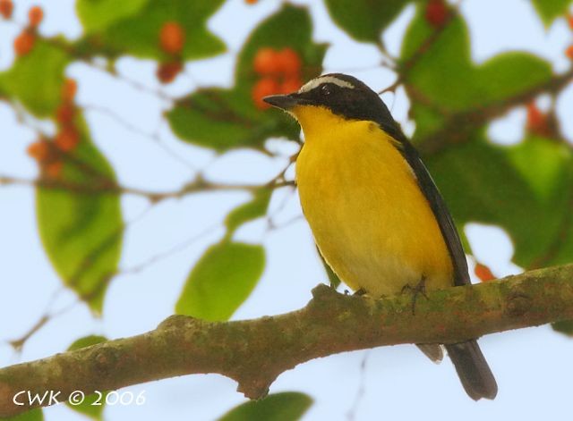 Yellow-rumped Flycatcher - ML379700601