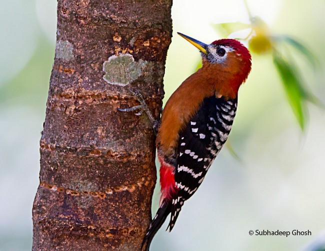 Rufous-bellied Woodpecker - ML379700671