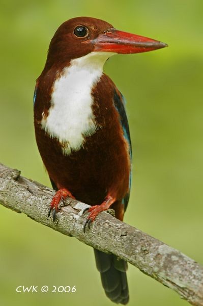 White-throated Kingfisher - ML379700761