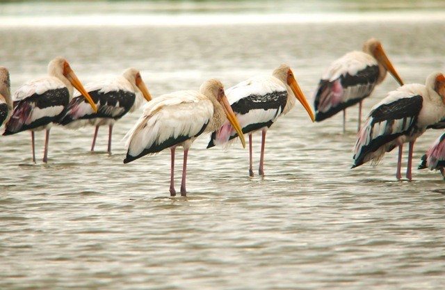 Milky Stork - ML379700911