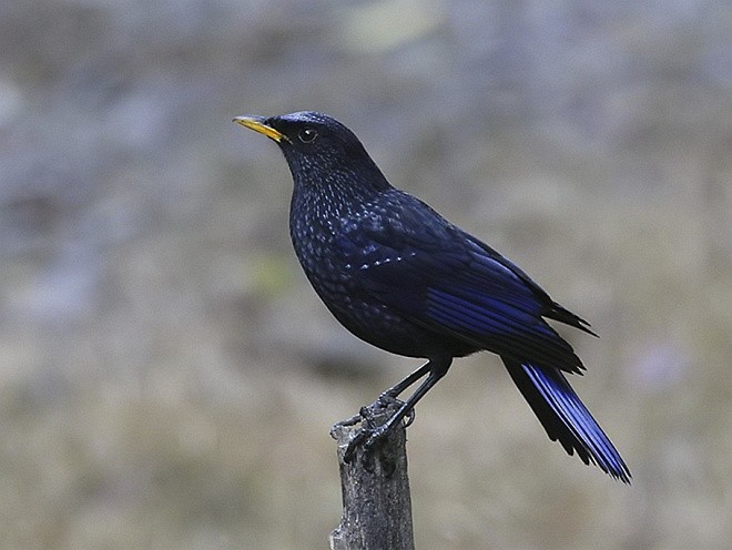 Blue Whistling-Thrush (Yellow-billed) - ML379700921