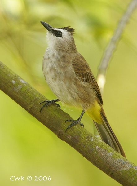 Yellow-vented Bulbul - ML379700941