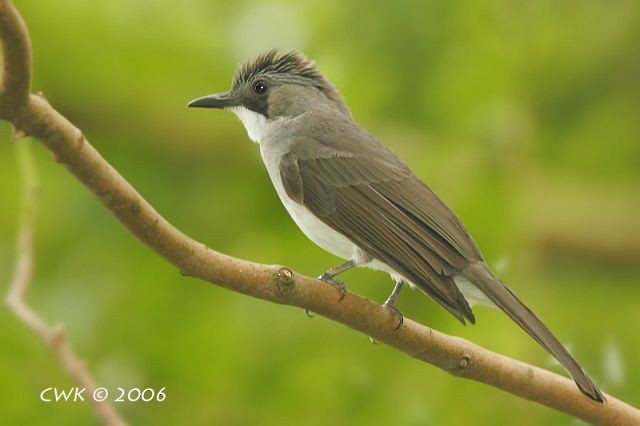 Cinereous Bulbul (Cinereous) - ML379701001