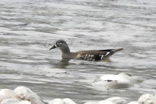 Mandarin Duck - ML379701021