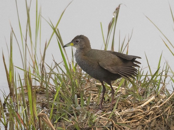 Brown Crake - ML379701041