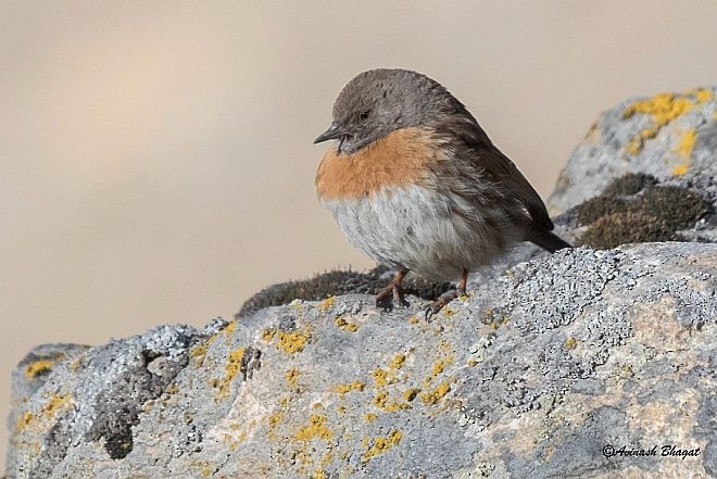 Robin Accentor - ML379701111